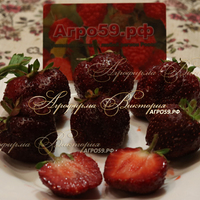 Клубника Арома Шоколад, Черная клубника (КРУПНОМЕР! ОГРОМНЫЙ КУСТ, УРОЖАЙ В ГОД ПОСАДКИ) Клубника Арома Шоколад, Черная клубника (КРУПНОМЕР! ОГРОМНЫЙ КУСТ, УРОЖАЙ В ГОД ПОСАДКИ)